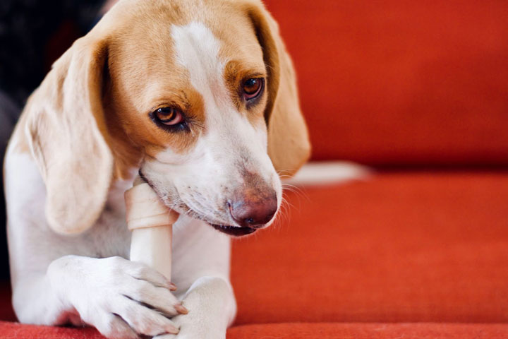 Dog chewing on a bone