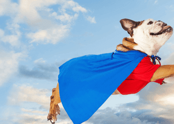 dog dressed as a superhero flying through the sky