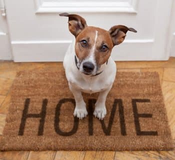 Terrier sitting on a welcome home mat