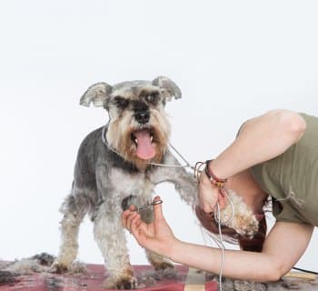 woman grooming dog with scissors