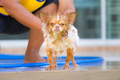 Grumpy chihuahua who is so over his bath