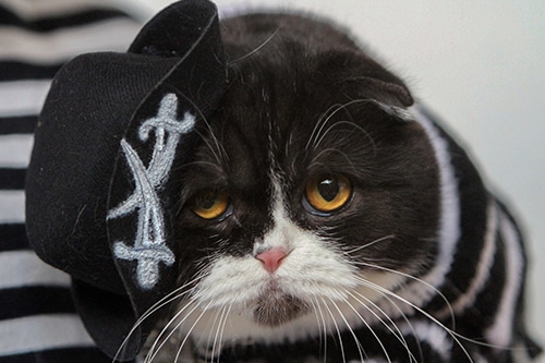 Black & white cat looking miserable while wearing a pirate hat