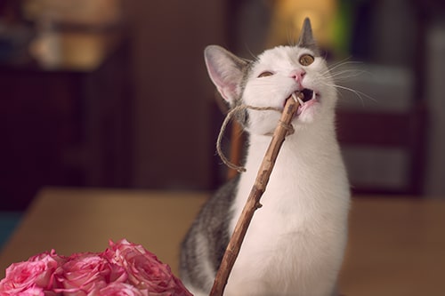 Cat looking crazy while chewing on a stick
