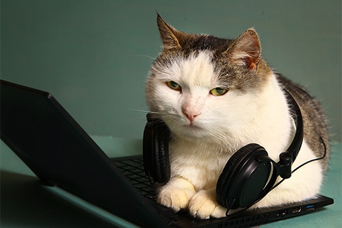 Annoyed cat with headphones and laptop