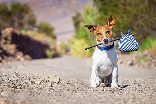 A Jack Russell terrier acting like he is going to run away with a pack in his mouth