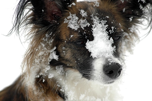 Dog looking annoyed about the snow in his face