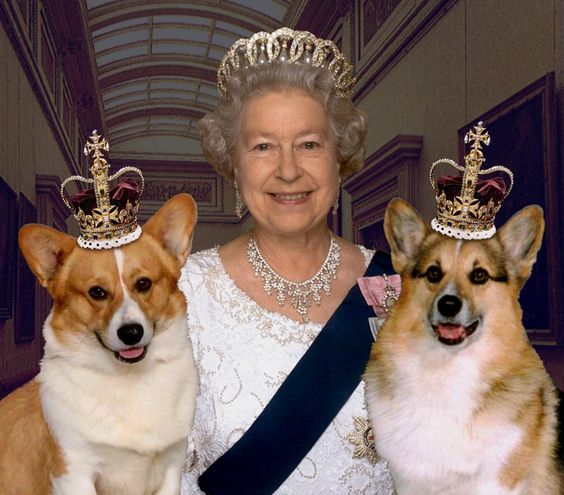 The Queen of England with her Corgies