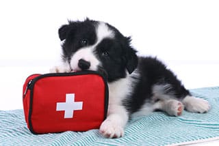 puppy chewing on first aid kit