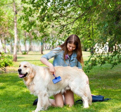 Woman brushing golden retriever