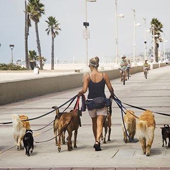 woman walking dogs