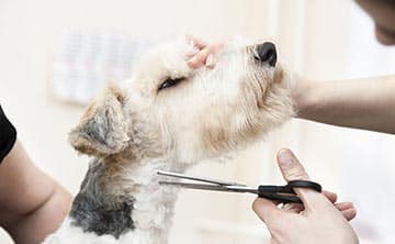 groomer grooming dog