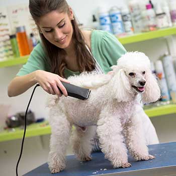 What insurance do dog groomers need?