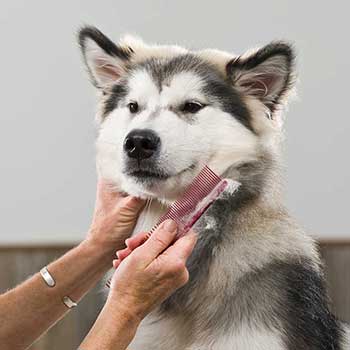 What insurance do dog groomers need?