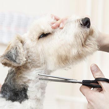 groomer trimming dog's hair