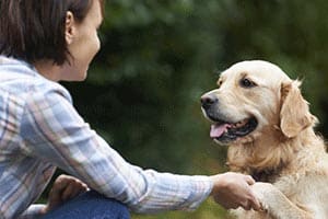 woman shaking golden retriever's paw