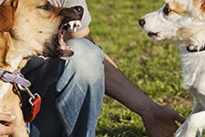 dogs fighting