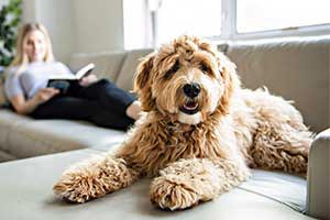 dog lounging on couch