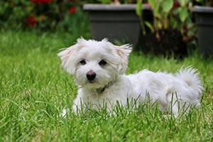 dog laying in the grass