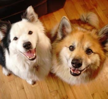 two happy dogs smiling