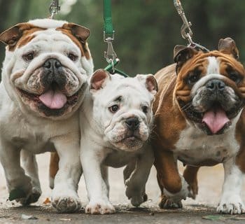 dog walker walking bulldogs