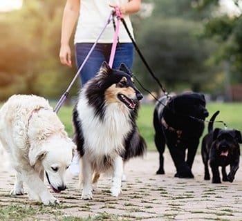 dog walker walking dogs