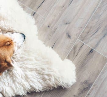 dog laying on a rug