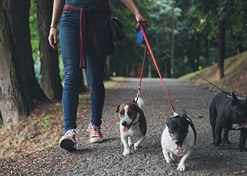 woman walking three dogs on a trail
