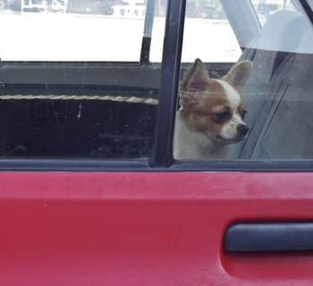 dog locked in car