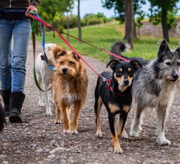 dog walker walking dogs through the park