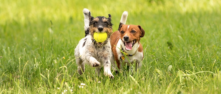 2 dogs playing ball in a field