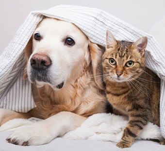 Dog and cat laying under blanket