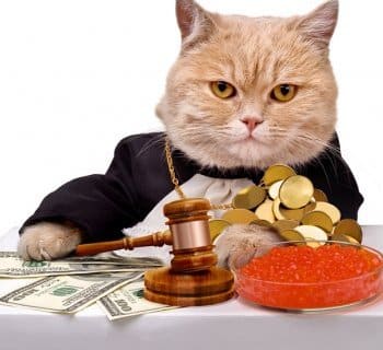 rich cat surrounded by his riches