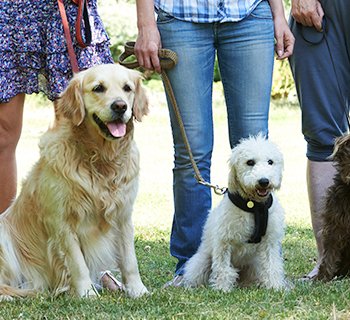 dogs at dog training class