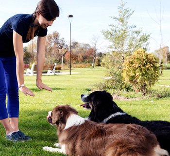 Woman training two dogs