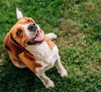 beagle waiting for a treat