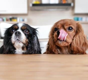 two dogs sitting at table