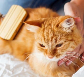 person brushing cat