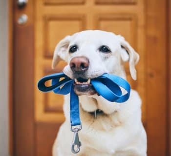 Dog ready to go for a walk and holding leash in his mouth