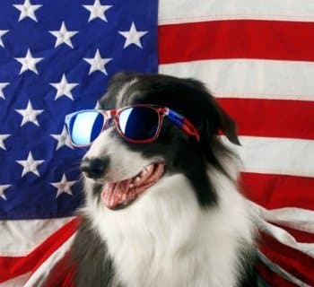 Border collie wearing sunglasses sitting in front of an American flag