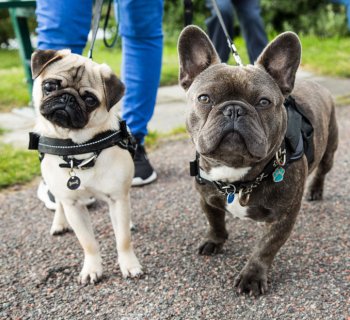 dog walker walking two cute small dogs