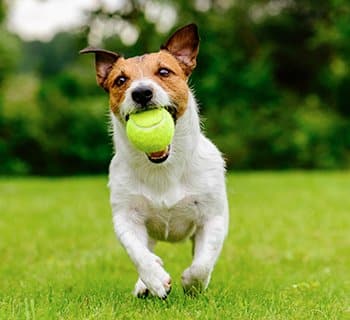 terrier running with a ball