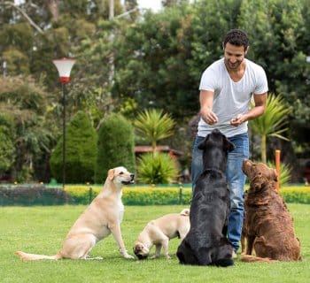 dog trainer giving dogs treats