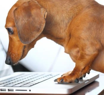 Dachshund looking at computer