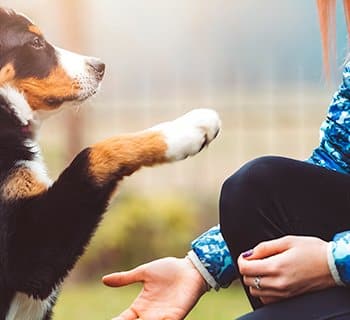 dog shaking hands with person