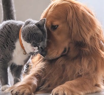 cat snuggling with dog