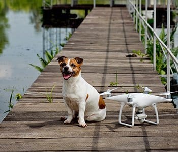 dog sitting by drone