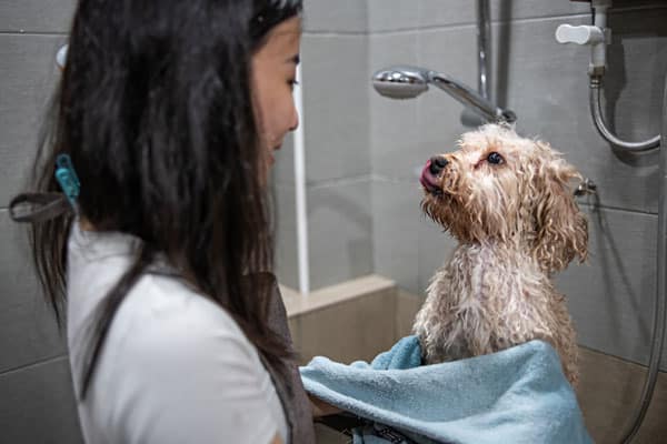 Dog getting a bath