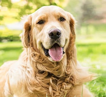 happy golden retriever