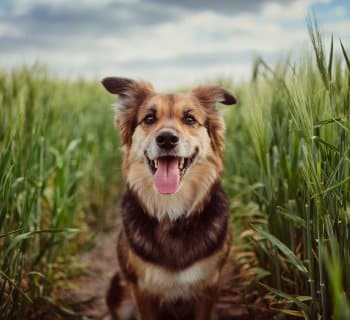 Happy dog sitting in a field