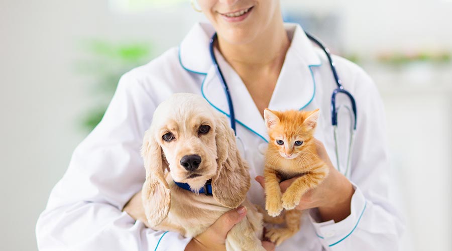 vet holding puppy and kitten